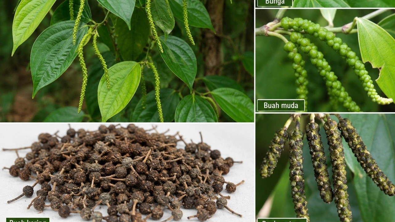 Kemukus, Rempah Nusantara yang Kaya Khasiat
