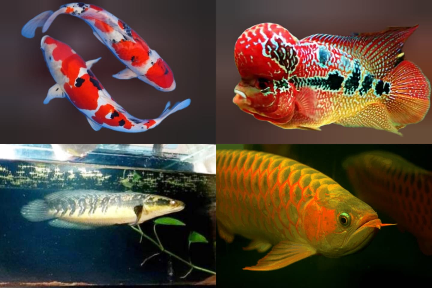 Indonesia Muncaki Peringkat Eksportir Ikan Hias Dunia, Geser Singapura dan Belanda