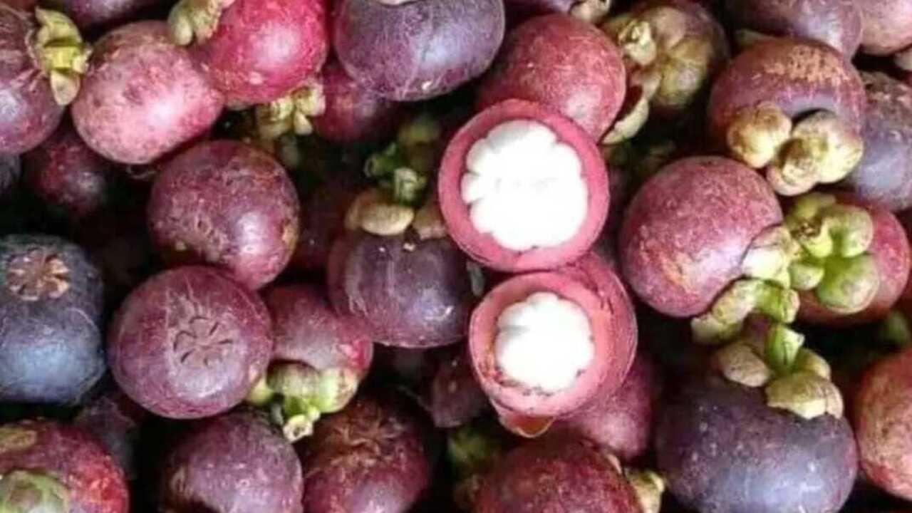 Bisa Mengontrol Kadar Gula Darah, Ini 10 Manfaat Buah Manggis Bagi Kesehatan!