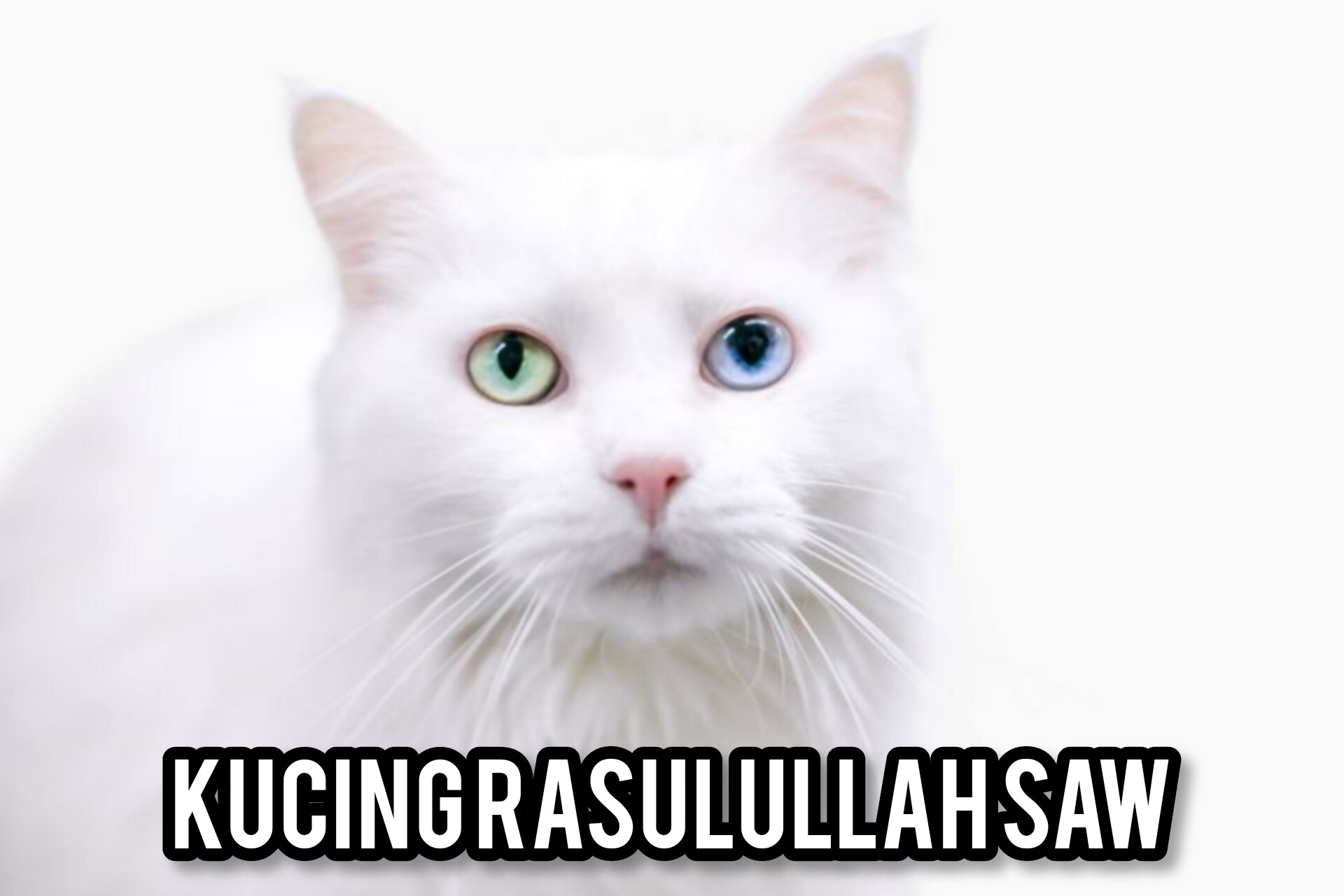 Ternyata Ini 6 Keistimewaan Kucing Nabi Muhammad SAW, Pantas Sangat Disayang, Nomor 3 Diluar Nalar