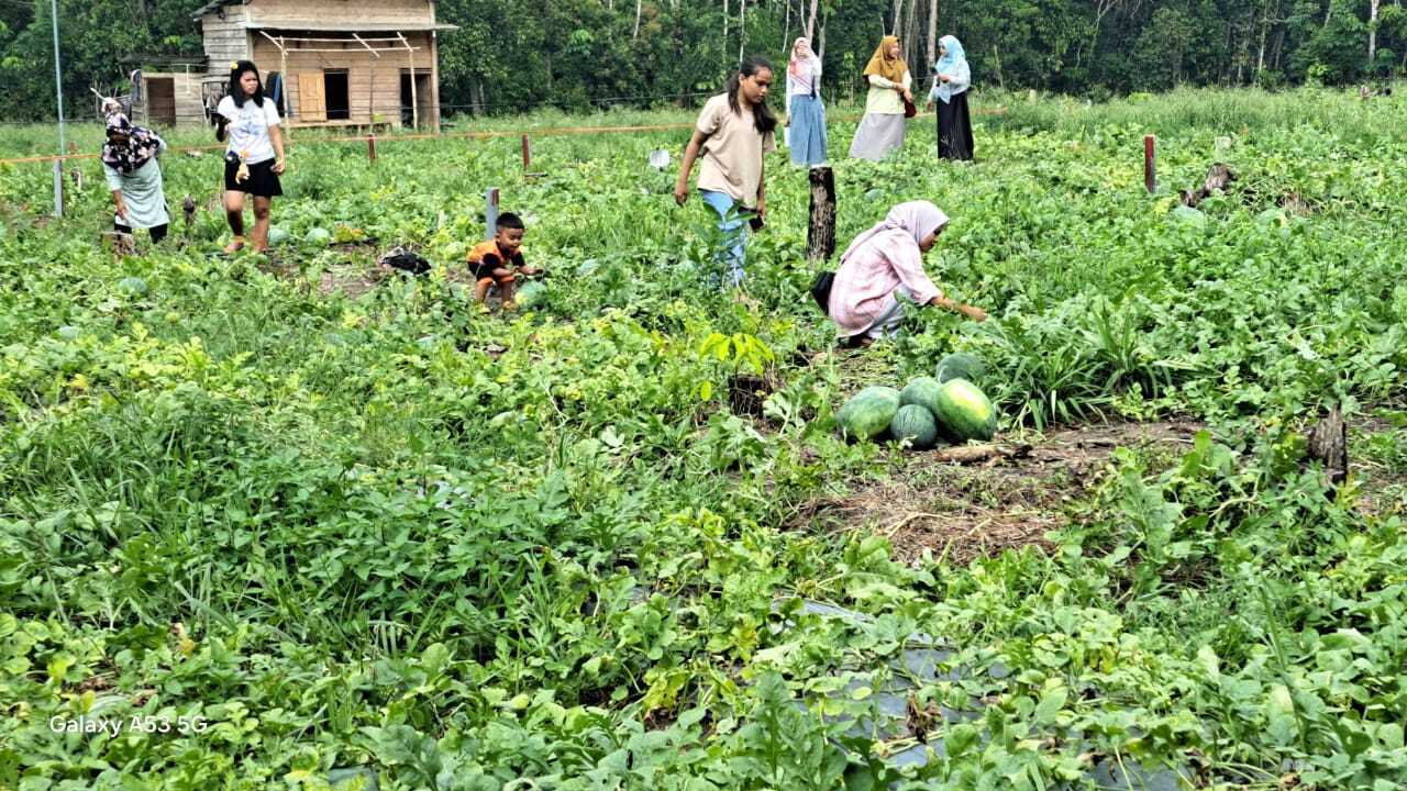 Wisata Petik Semangka Hadir di Prabumulih, Pengunjung Bisa Panen Langsung dari Kebun Mulai Rp6 Ribu per Kilogr