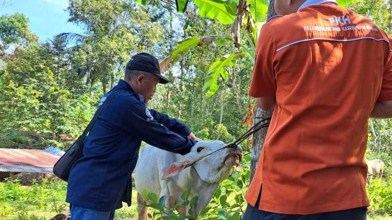 Dinas Pertanian OKU Siapkan 1.000 Dosis Vaksin Cegah Penyebaran PMK