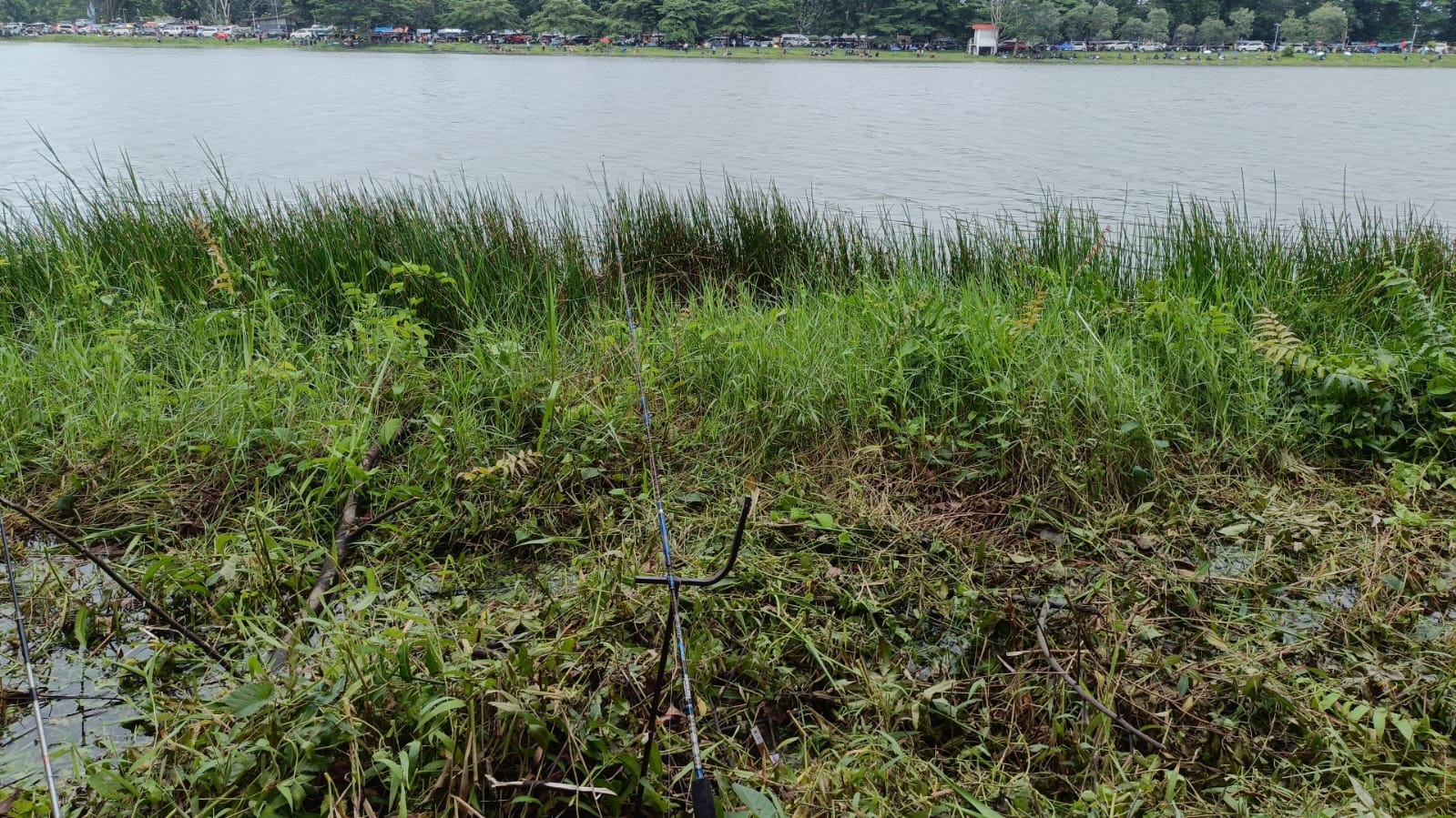 Rahasia Angler: Cara Cepat Menaklukkan Ikan Patin Baru Ditebar