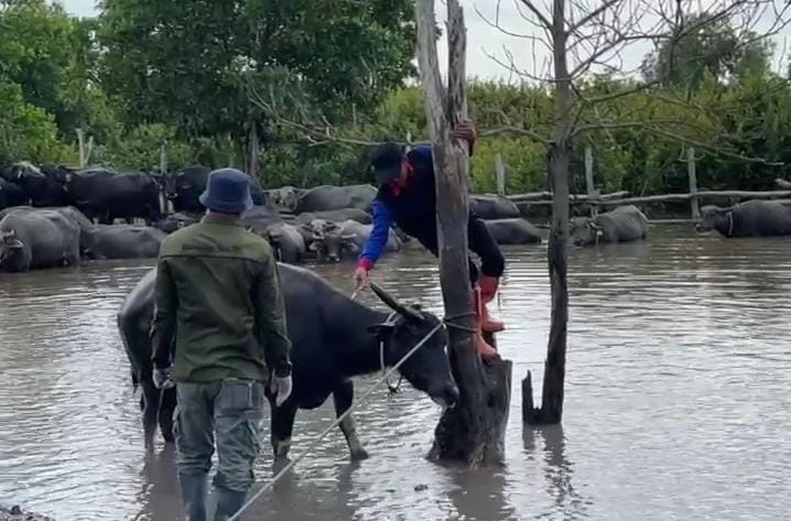 Antisipasi Merebaknya Virus SE pada Sapi Dan Kerbau, Dinas Ketahanan Pangan Dan Pertanian Ogan Ilir Lakukan Va