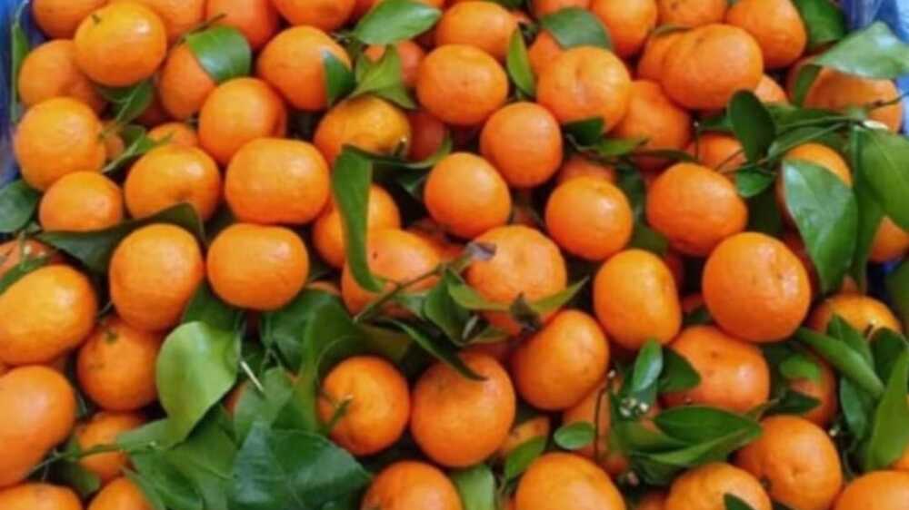 Perbedaan Makna Antara Jeruk Mandarin dan Jeruk Tangerine dalam Budaya Tionghoa