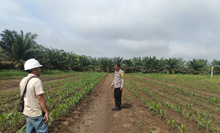 Tanaman Jagung Tumbuh Merata