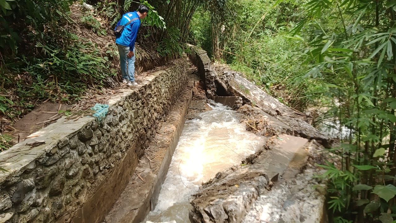 Siring Irigasi Ambruk, 63 Hektar Sawah Gagal Tanam