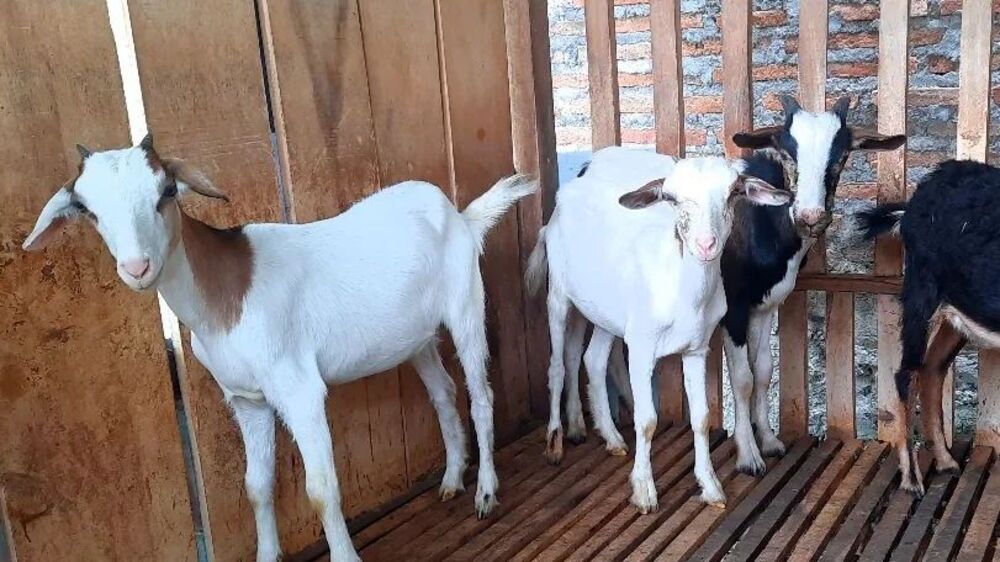 Empedu Kambing Bermanfaat Untuk Tingkatkan Vitalitas dan Atasi Malaria