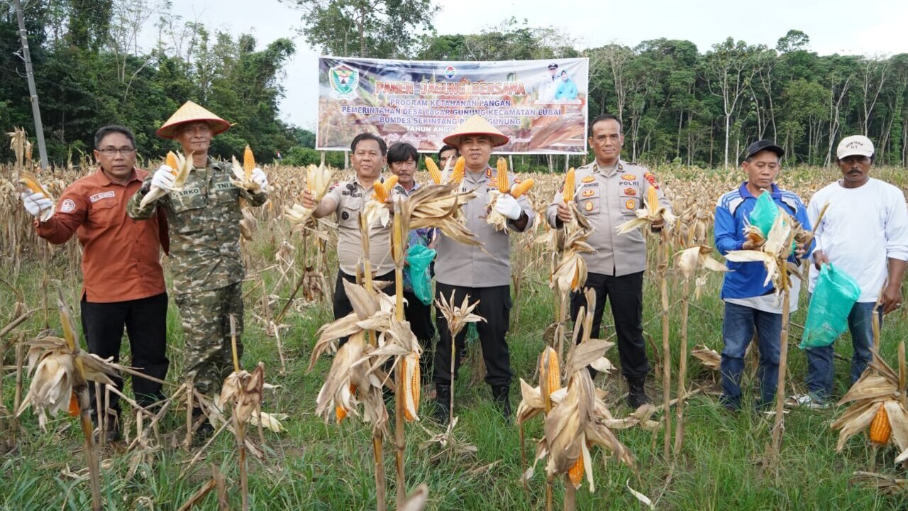 Panen Jagung 8 Ton Jadi Bukti Komitmen Ketahanan Pangan 