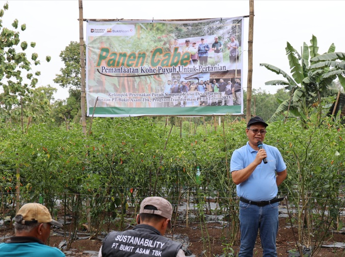 Panen Cabai dan Kerja Sama Bisnis Baru, Bukti Transformasi PETI Berjalan Sukses di Desa Darmo