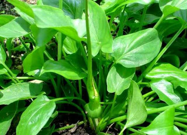 Sayur Keladi Dapat Mengencangkan dan Mencerahkan Kulit