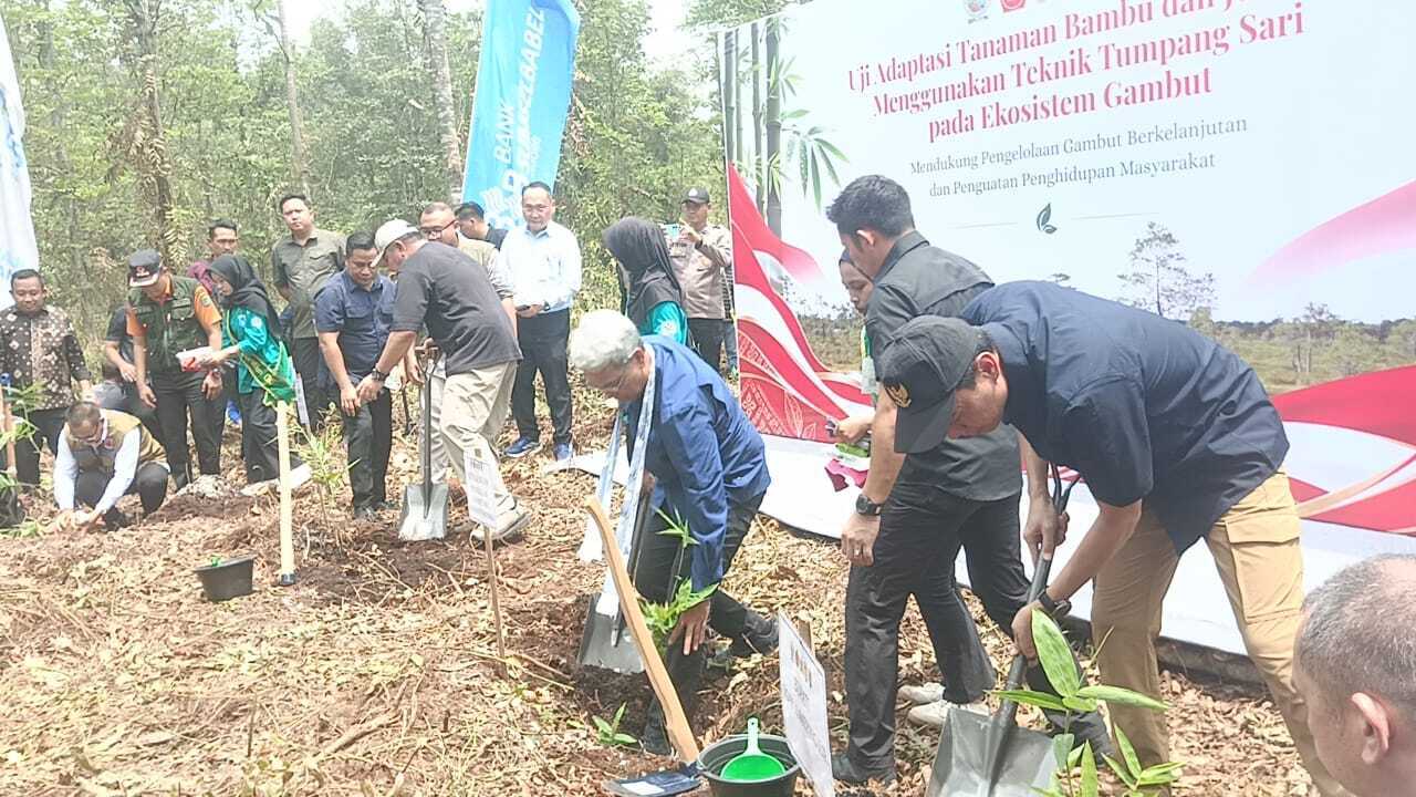 BPGMN Uji Coba Tanaman Bambu dan Jelutung pada Ekosistem Gambut Kabupaten OKI