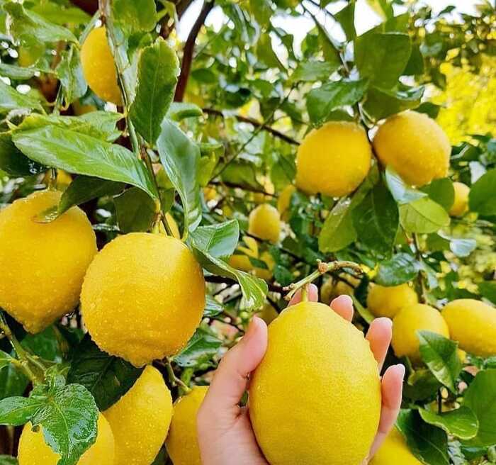 Air Lemon bisa Menjadi Alternatif Sehat untuk Mengurangi Konsumsi Gula Tambahan