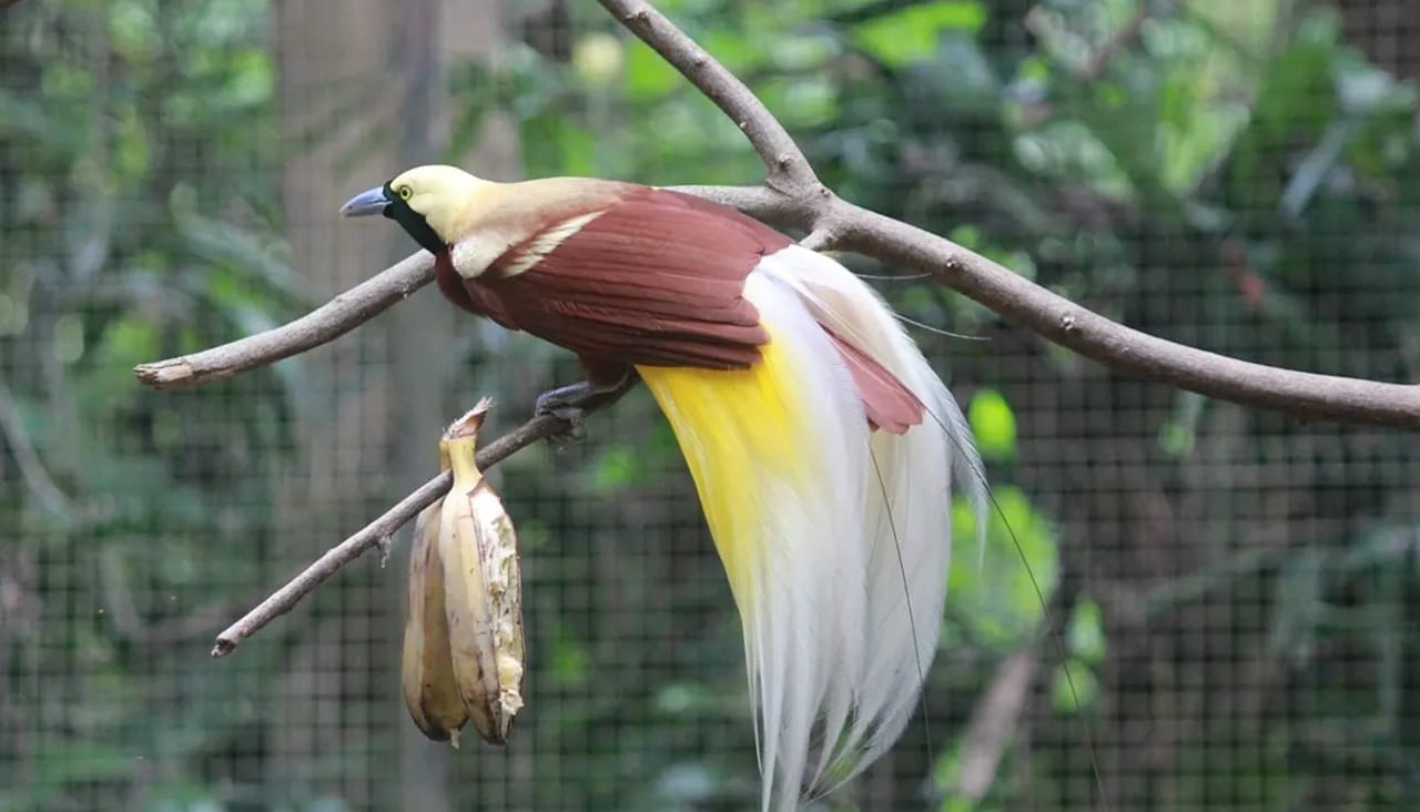 Misteri Romantis Burung Cendrawasih Timur Indonesia, Lakukan Ritual Tarian Sebelum Kawin