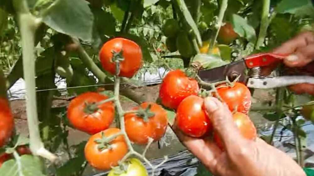 Manfaat Luar Biasa Tomat dalam Menurunkan Tekanan Darah dan Mencegah Hipertensi