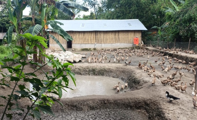 Bukit Asam Dukung Budidaya Itik Petelur Capai Penghasilan di Atas UMR