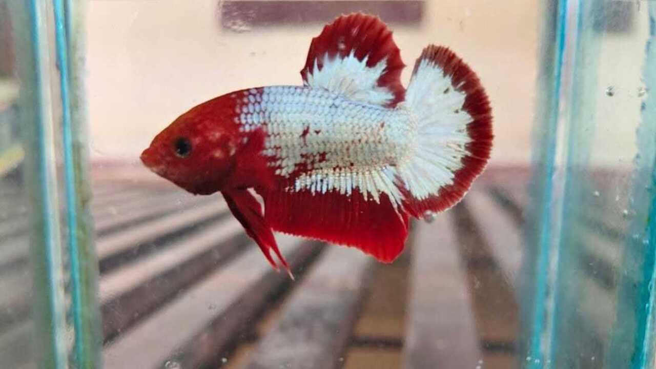 Ikan Cupang Kian Digemari, Ini Alasan dan Tips Perawatannya Agar Tetap Sehat dan Berwarna Cerah
