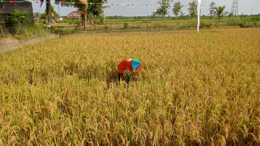  Mina Padi: Inisiatif Berkelanjutan untuk Ketahanan Pangan di Desa Sungai Rebo