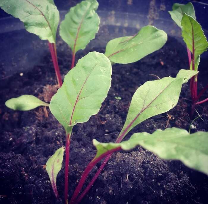 Langkah Sukses Menanam Buah Bit di Kebun Rumahan untuk Hasil yang Segar dan Menyegarkan