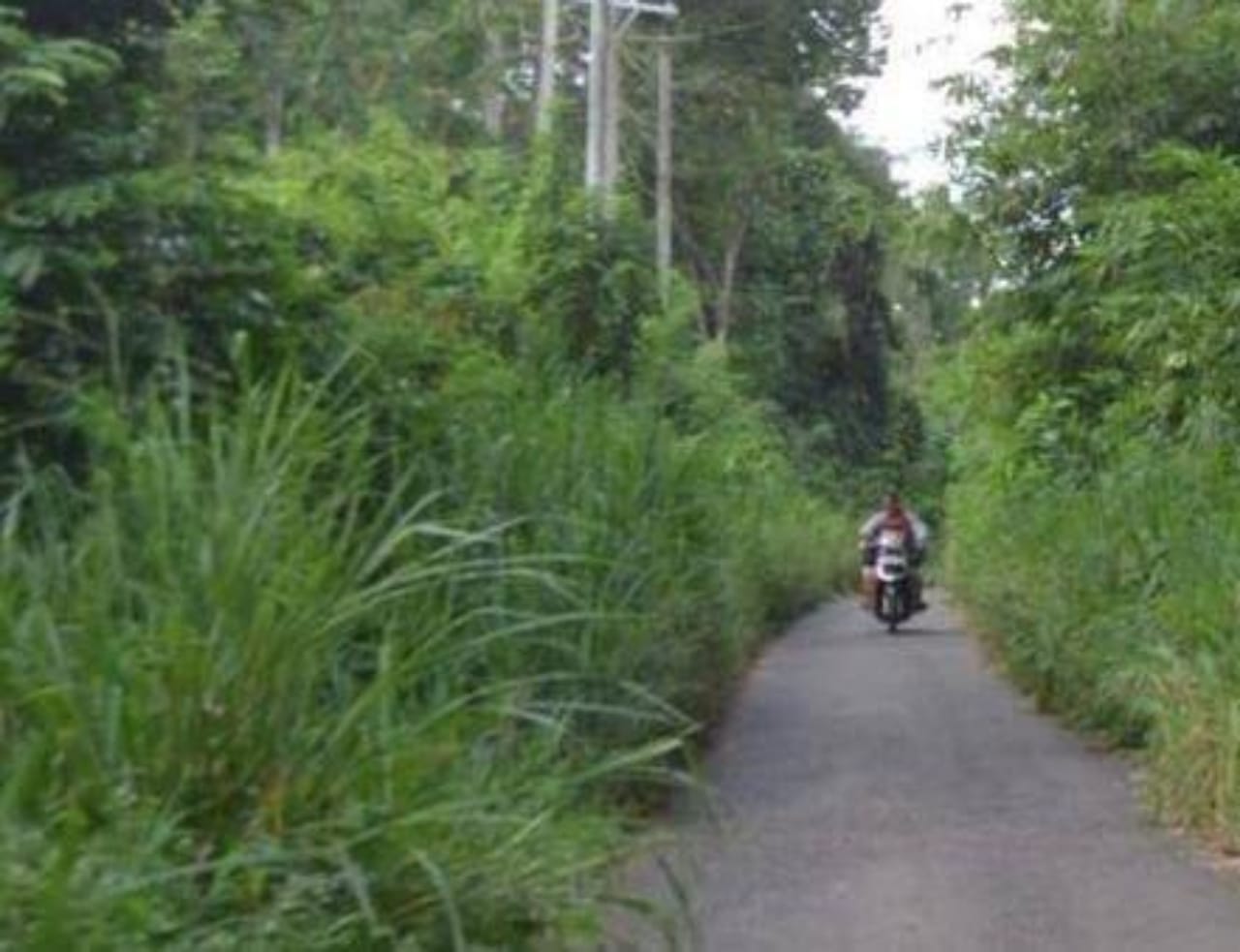 Jalan Makin Sempit, Warga Desa Sugihwaras Harap Rumput Liar Ditebas Bayang
