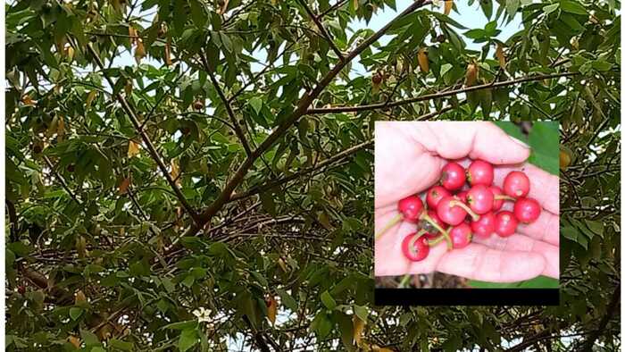 Seri si Muntingia Calabura, Tumbuhan Liar Yang Bermanfaat Untuk Kesehatan dan Mendatangkan Cuan Juga Loh !