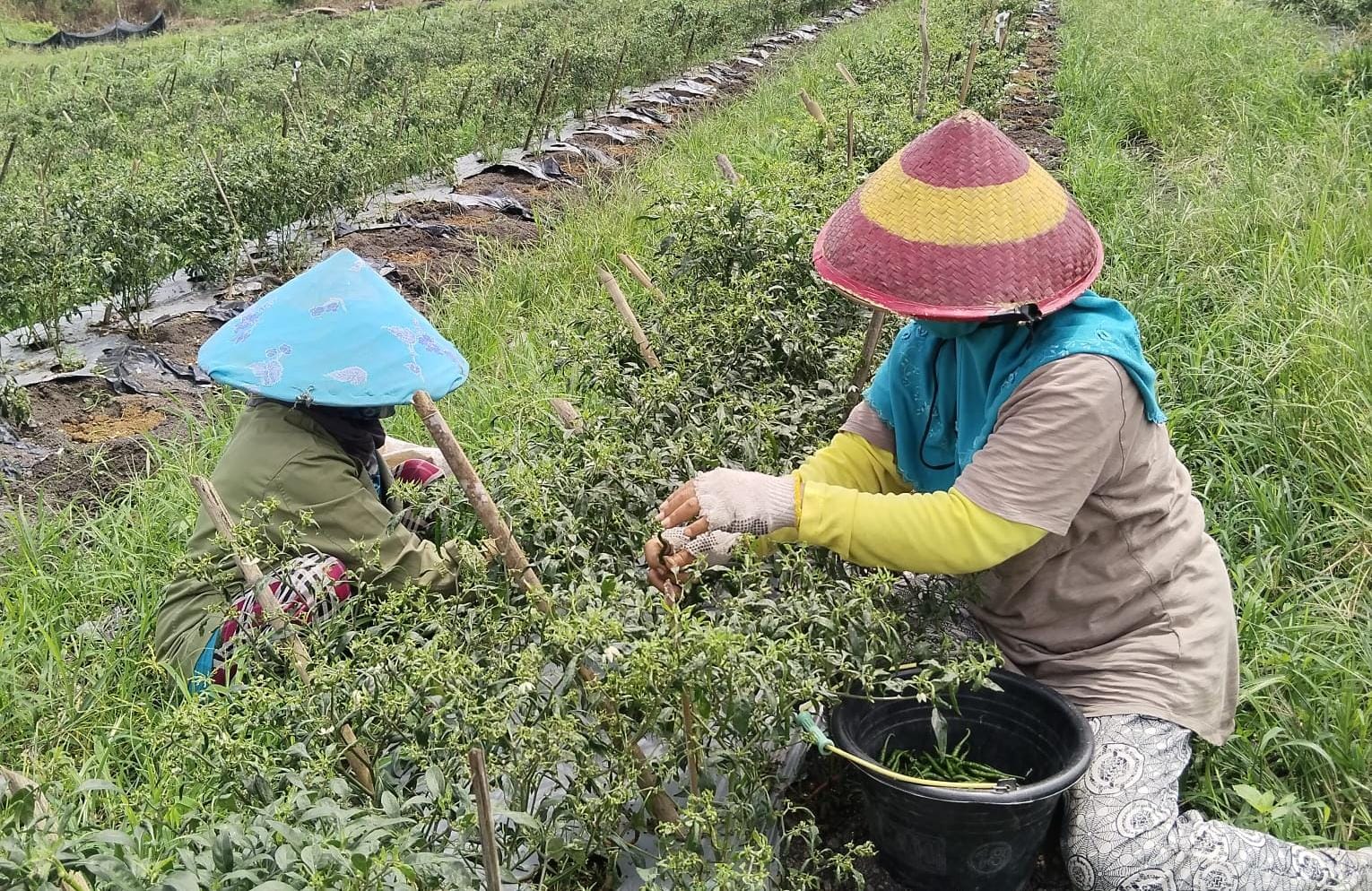 Semangat Ibu-Ibu Pemetik Cabai di Penghujung Masa Panen