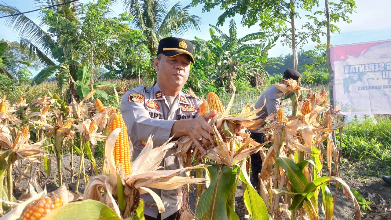Lahan Tumpang Sari, Panen 300 Kg Jagung