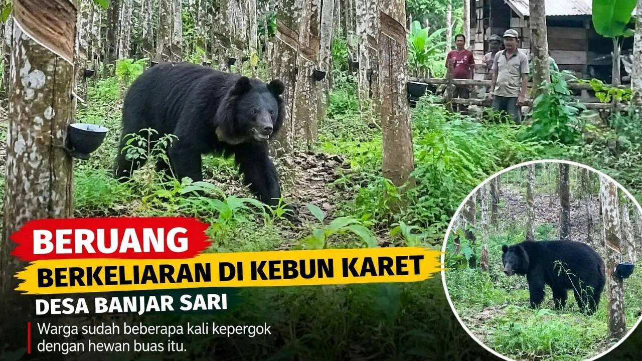 Hewan Buas Teror Petani Desa Banjar Sari, Diduga Tiga Ekor Beruang