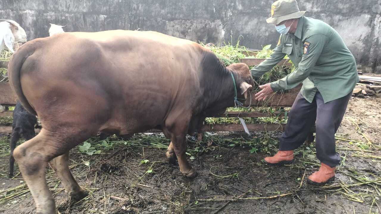 Ogan Komering Ulu Miliki 1.300 Ekor Hewan Kurban