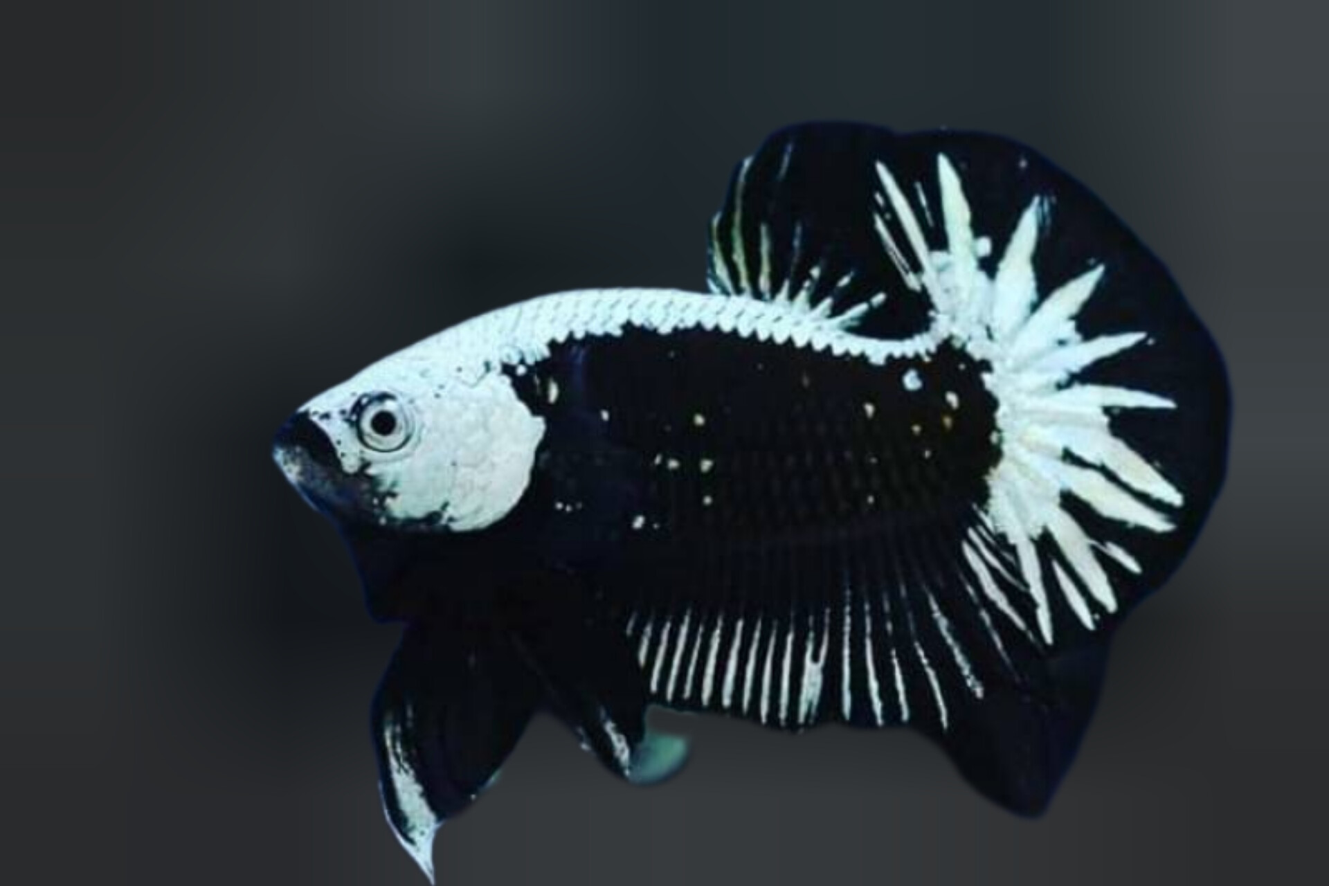 Kecantikan Langka Ikan Cupang Black Samurai, Miliki Warna Yang Memikat dan Misterius 
