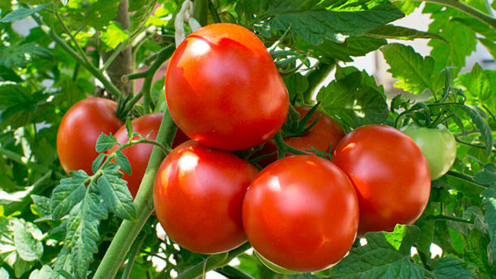Merah Muda Penuh Manfaat: Tomat sebagai Penangkal Osteoporosis yang Terlupakan
