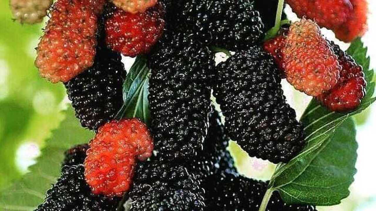 Manfaat dan Keistimewaan Buah Murbei: Superfood yang Mendukung Kesehatan Tubuh