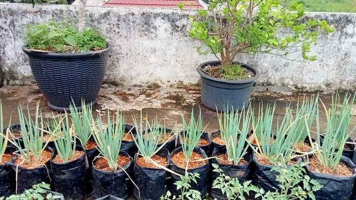 Amazing, Ternyata Daun Bawang Memiliki Manfaat Kesehatan Hingga Kecantikan