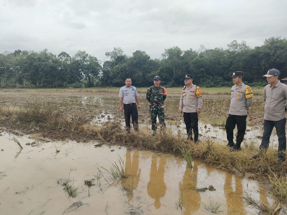 Dukung Swasembada Pangan, Polsek Sangdes Dukung Peningkatan Produktivitas Padi di 6 Kelompok Tani