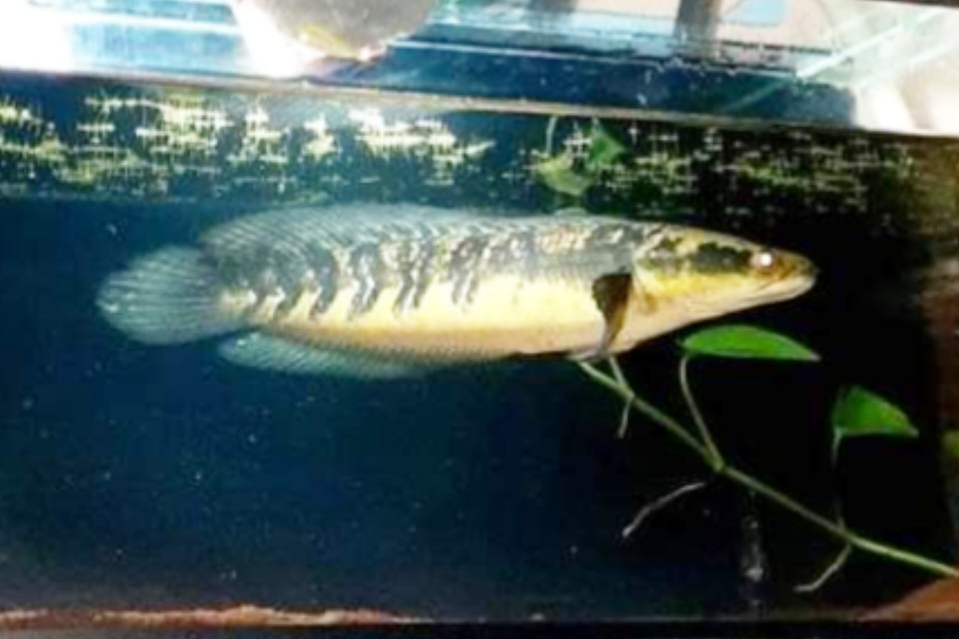 Channa Maru: Ikan Predator Eksotis yang Populer di Akuarium