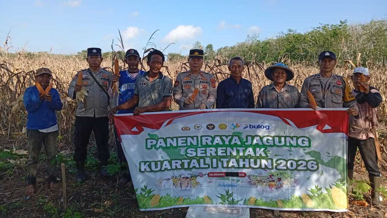 Lahan 2 Hektare di Gelumbang Hasilkan 4 Ton Jagung