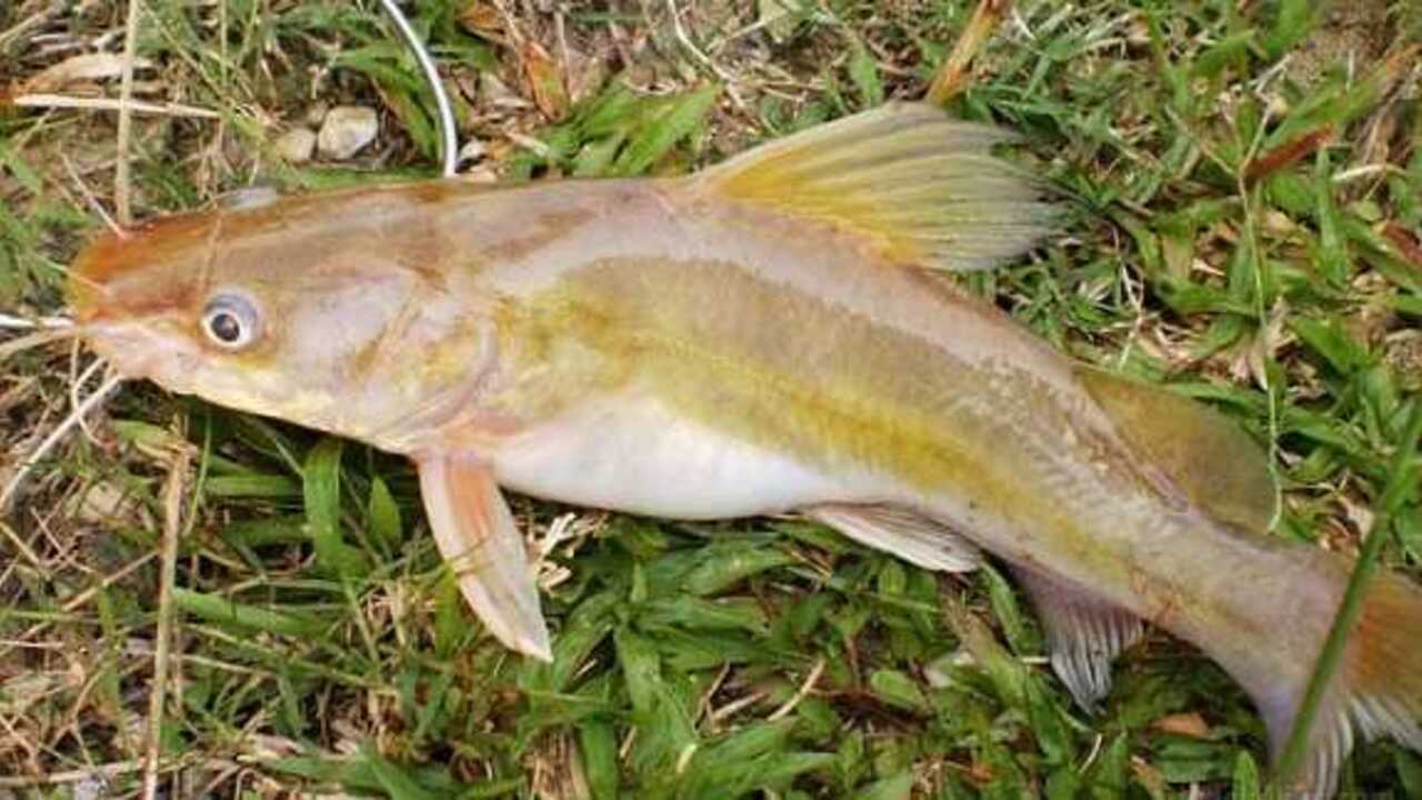 Umpan Daging Ayam: Umpan Jitu untuk Ikan Baung Saat Mancing di Sungai, Ini Alasannya