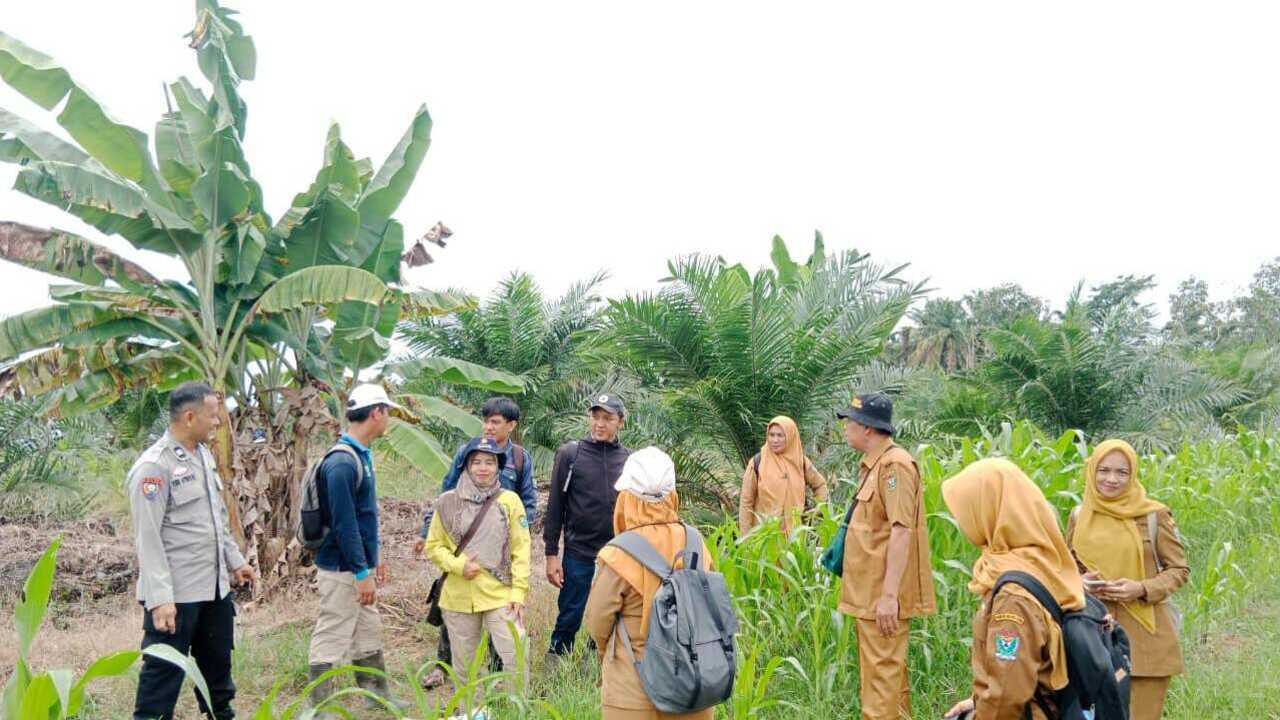 Pertumbuhan Jagung Kurang Optimal