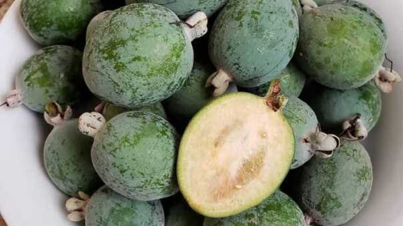 Manfaat Buah Feijoa untuk Kesehatan