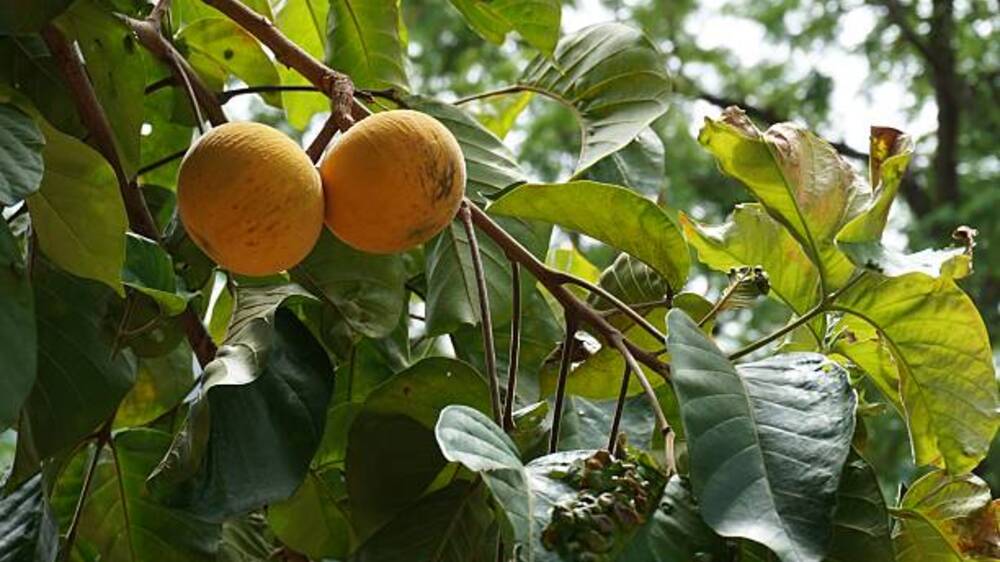 Sang Pahlawan Tersembunyi: Bagaimana Quercetin dalam Buah Kecapi Menangkal Peradangan dan Virus