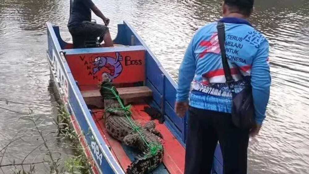 Untuk Kedua Kalinya, Buaya Liar Masuk Tambak Udang Milik Petani di OKI