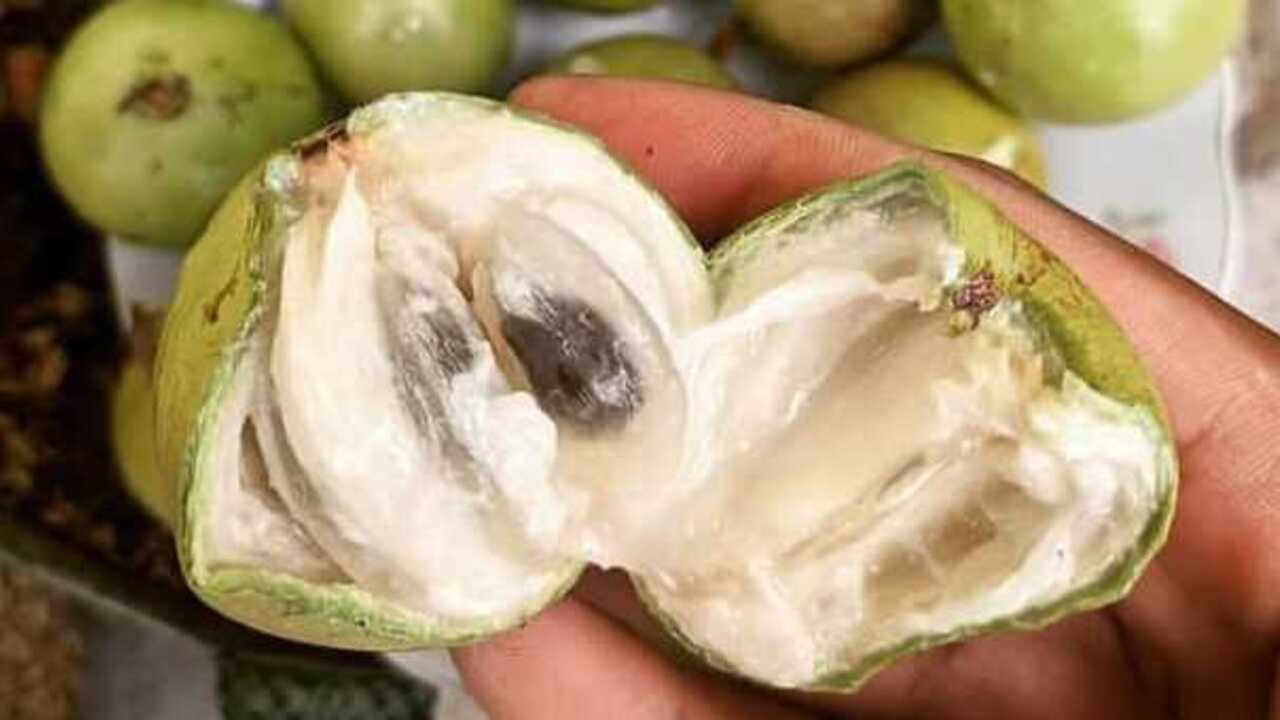 Manfaat Sawo Ijo (Kenitu) untuk Kesehatan Buah Lokal yang Penuh Gizi dan Kaya Manfaat