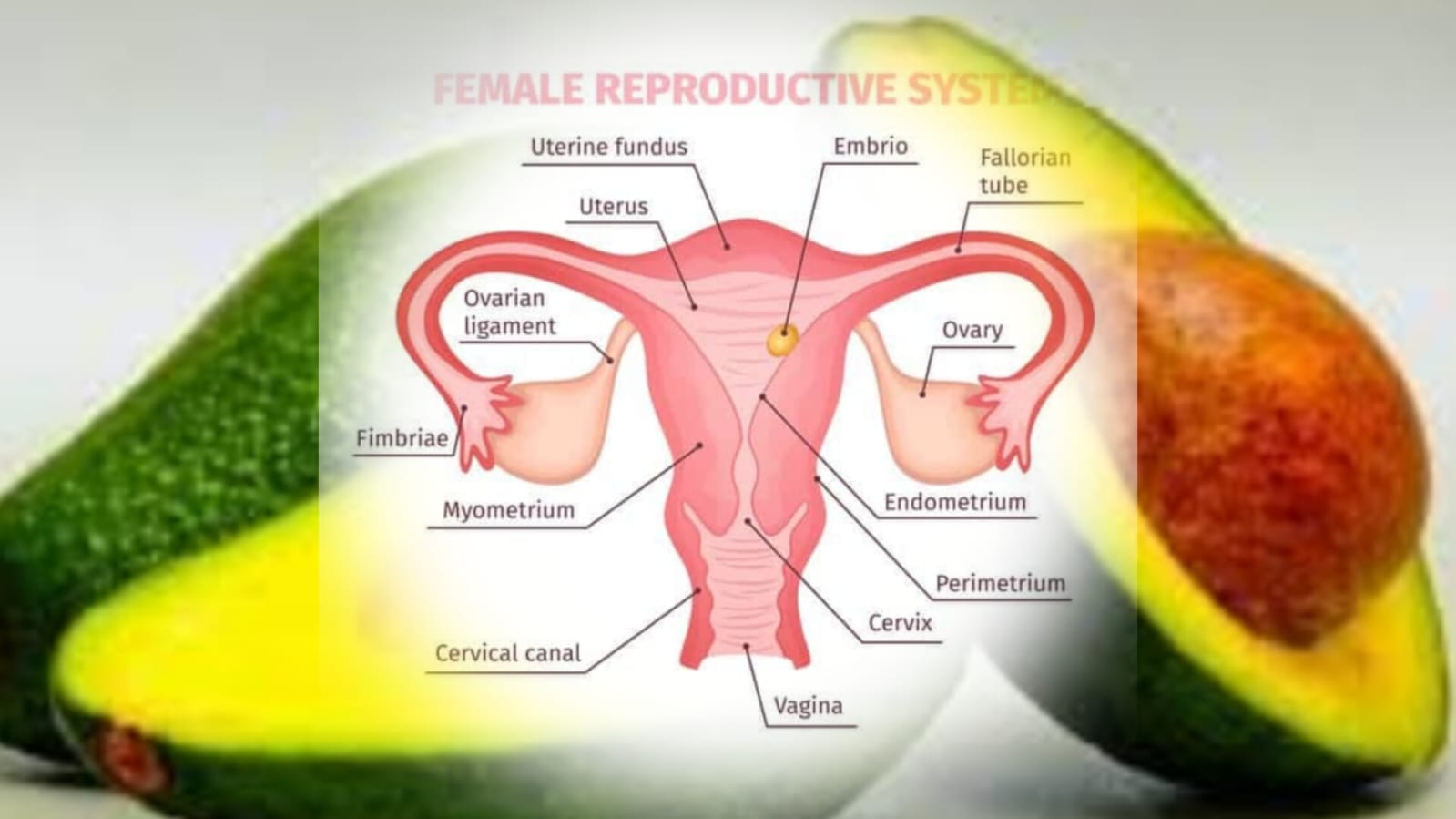 Ternyata Buah Alpukat Sangat Berguna Untuk Kesehatan Rebroduksi Pada Wanita, Kandungan Ini Ternyata Jawabanya 