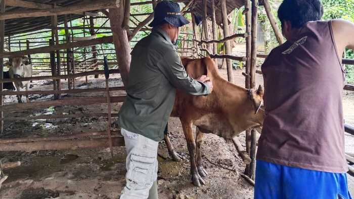 WASPADA ! Ratusan Ekor Hewan Ternak di OKU Terjangkit Penyakit Kulit Infeksius