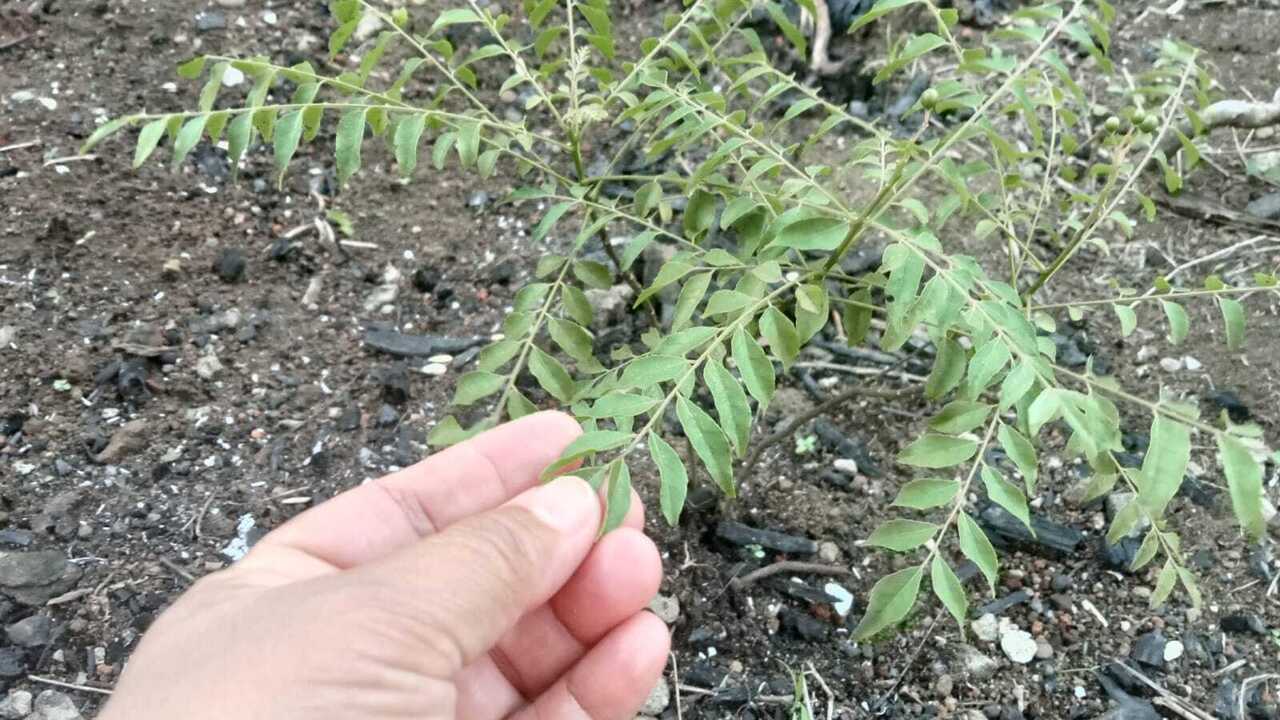 Daun Kari si Murraya Koenigii Sahabat Penderita Diabet dan Melawan Penuaan Dini, Berikut Tips Mengolahnya!