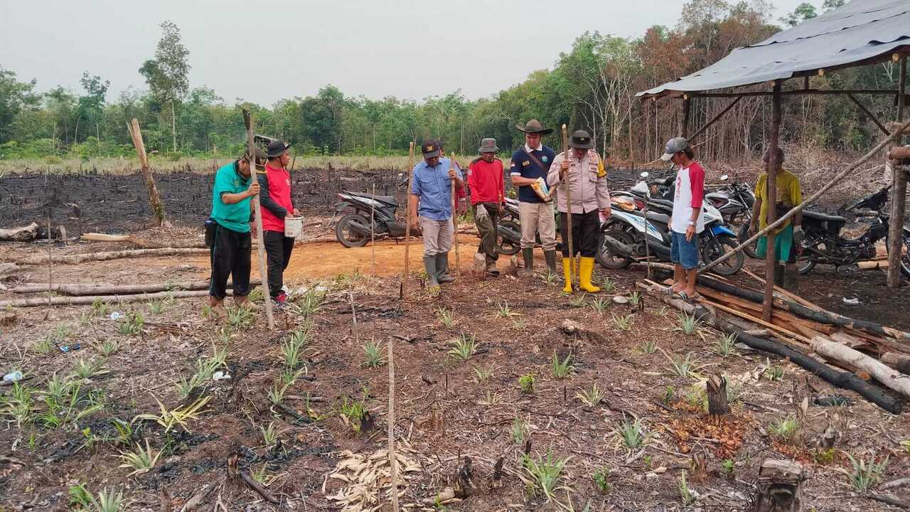 Terapkan Tumpang Sari Tanam Jagung dan Nanas