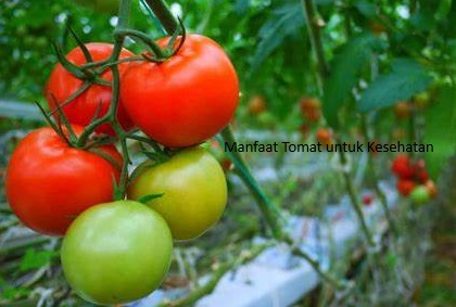 14 Manfaat Tomat Untuk Kesehatan, Direkomendasikan Untuk MPASI Bayi