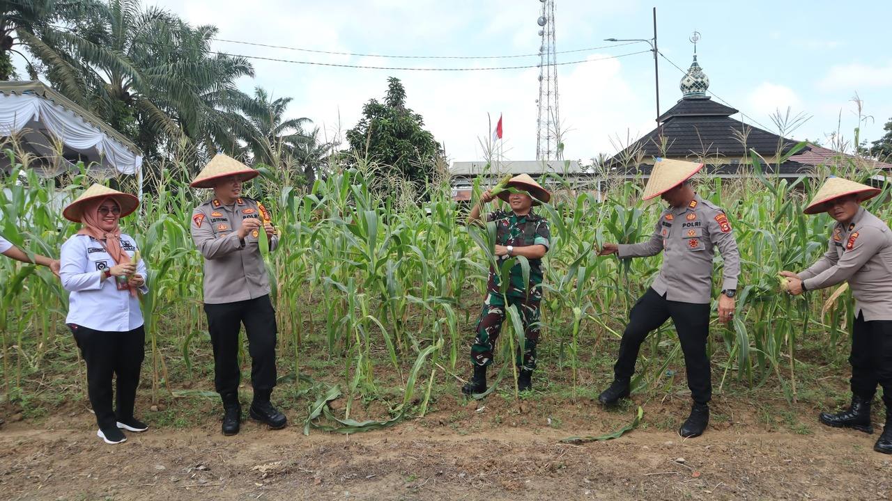 Wujudkan Swasembada Pangan , Polres Muba Lakukan Panen Raya Jagung Serentak 