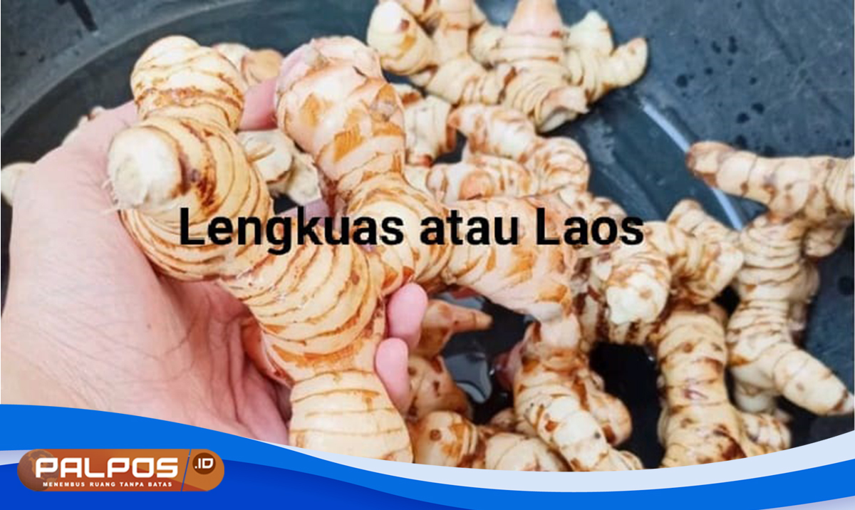  Lengkuas, Rempah Ajaib yang Dapat Mengatasi Gejala Demam dan Flu, Begini Cara Meraciknya ! 