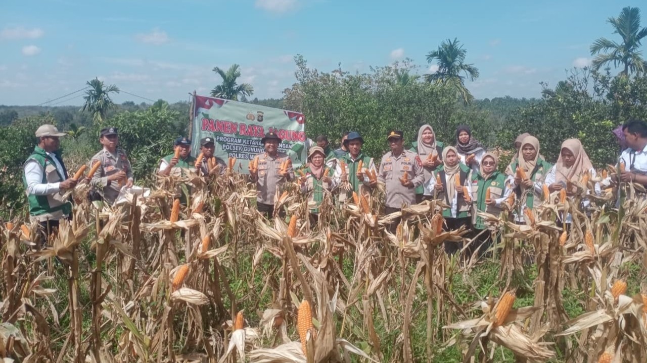 Panen 1,5 Ton Jagung di Lahan 2,25 Hektar